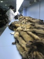 Иркутские ветеринары провели оценку пушного сырья 