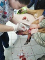 Усольские ветеринары спасли раненую косулю