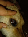 Бодайбинские ветврачи провели операцию по удалению занозы из глаза собаки