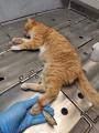 Ангарские ветеринары сняли кота с крючка