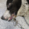 В Нижнеудинской ветклинике прооперировали собаку с травмой челюсти 