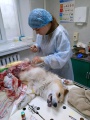 Усольские ветеринары успешно провели кесарево сечение у вельш- корги