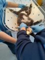 В Боханской ветклинике спасли кота от острой мочекаменной болезни