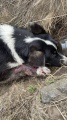 Тулунские ветеринары спасли собаку, сбитую машиной