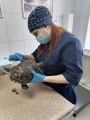 Усольские ветврачи назначили лечение красноухой черепахе