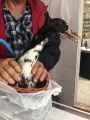 Куйтунские ветеринары спасли утку от теплового удара