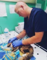 В ветклинике «Саянская» прооперировали кошку с абсцессом