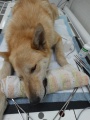 Ветврачи Тайшетской СББЖ провели операцию на гортани собаки
