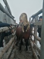 Ольхонские ветврачи провели обработку табунных лошадей