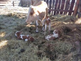 В Осинском районе ветеринар принял роды у коровы с тройней