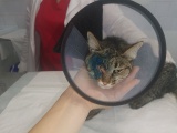 Ветеринары Зиминской СББЖ провели операцию по удалению глаза кошке