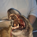 Тулунские ветеринары спасли подстреленную собаку
