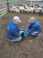 Осинские ветеринары завершают обработки мелкого рогатого скота