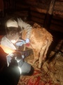 Ольхонские ветеринары приняли сложные роды у коровы