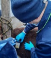  Иркутской области от лептоспироза в этом году привьют 120 тысяч голов сельскохозяйственных и мелких домашних животных
