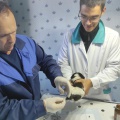 В Жигалово пришел работать молодой ветеринарный врач