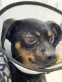 Иркутские ветеринары прооперировали той-терьера с выпадением глазного яблока