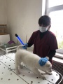 Усть-удинские ветеринары проводят люминесцентную диагностику животных