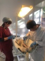 Боханские ветеринары провели мастер-класс для усть-удинских коллег
