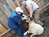 Ольхонские ветврачи обследуют овец 