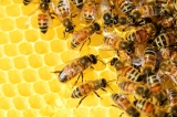 Новый закон о пчеловодстве 