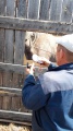 В Качугском районе продолжают чипирование лошадей и биркование КРС  