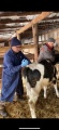 Баяндаевские ветеринары завершили первый этап вакцинации от ЗУДа