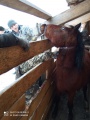 Специалисты Тайшетской СББЖ провели первое чипирование лошадей