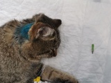 Зиминские ветеринары извлекли у кота пулю