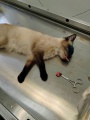 В ветклинике Железногорска провели операцию по энуклеации глаза бездомному коту